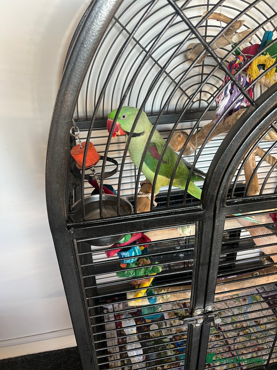 Parrots birds for sale: Male Alexandrian 1 year - Advert 3