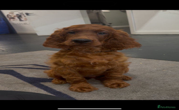 Irish Setter dogs - Advert 5