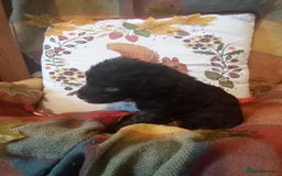 Bedlington Terrier dogs for sale: 2 x Bedlington boys  - Image 1