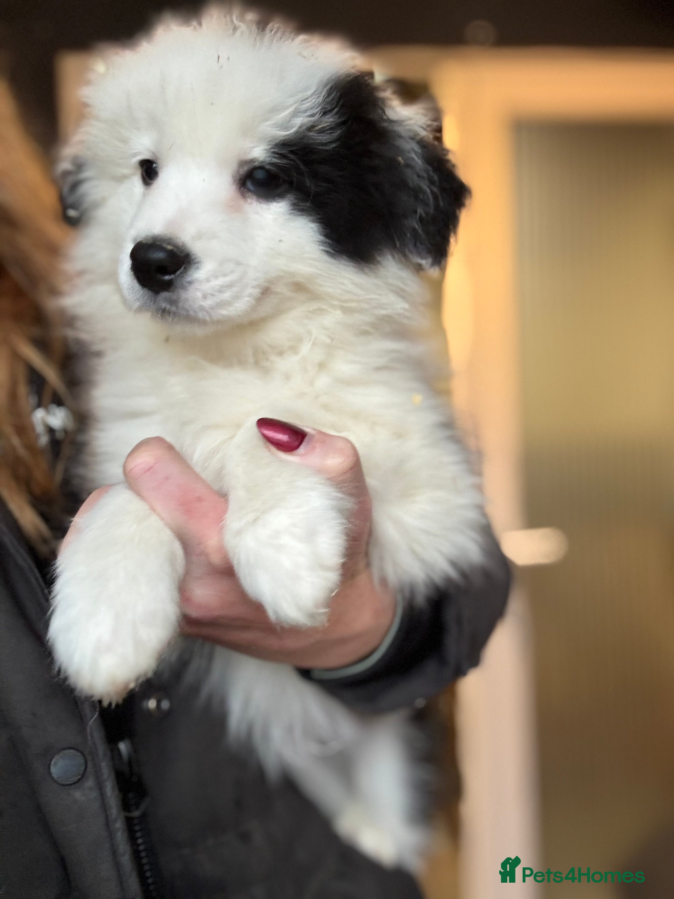 Border Collie dogs Pure Bred Border Collie Puppies For Sale - Advert 6