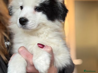 Border Collie dogs Pure Bred Border Collie Puppies For Sale - Advert 6