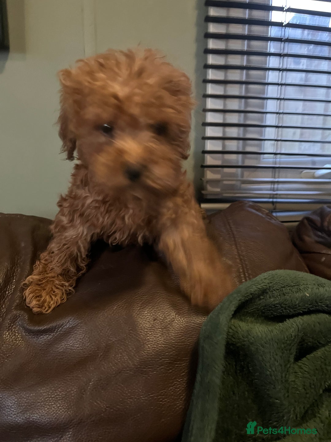 Mini Goldendoodle dogs for sale: Mini golden doodle f1b - Advert 12