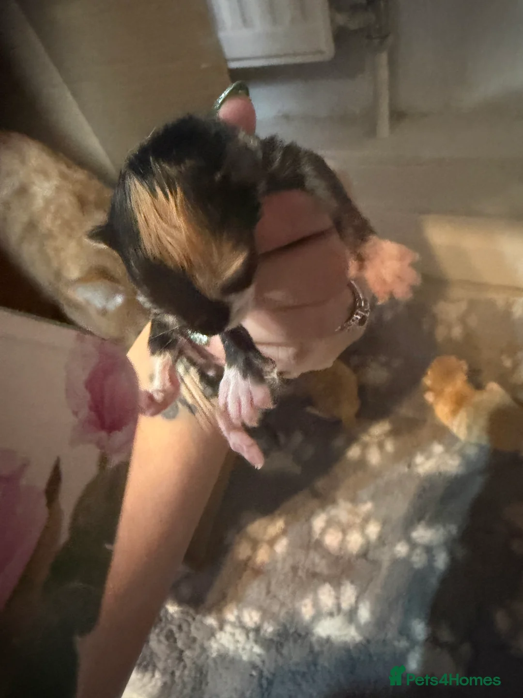 Mixed Breed cats for sale: Brand new kittens  - Advert 2