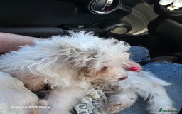 Toy Poodle dogs for sale: White Parti toy poodle o - Image 5