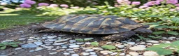 Hermann Tortoise reptiles for sale: Male Hermann Tortoise  - Advert 2