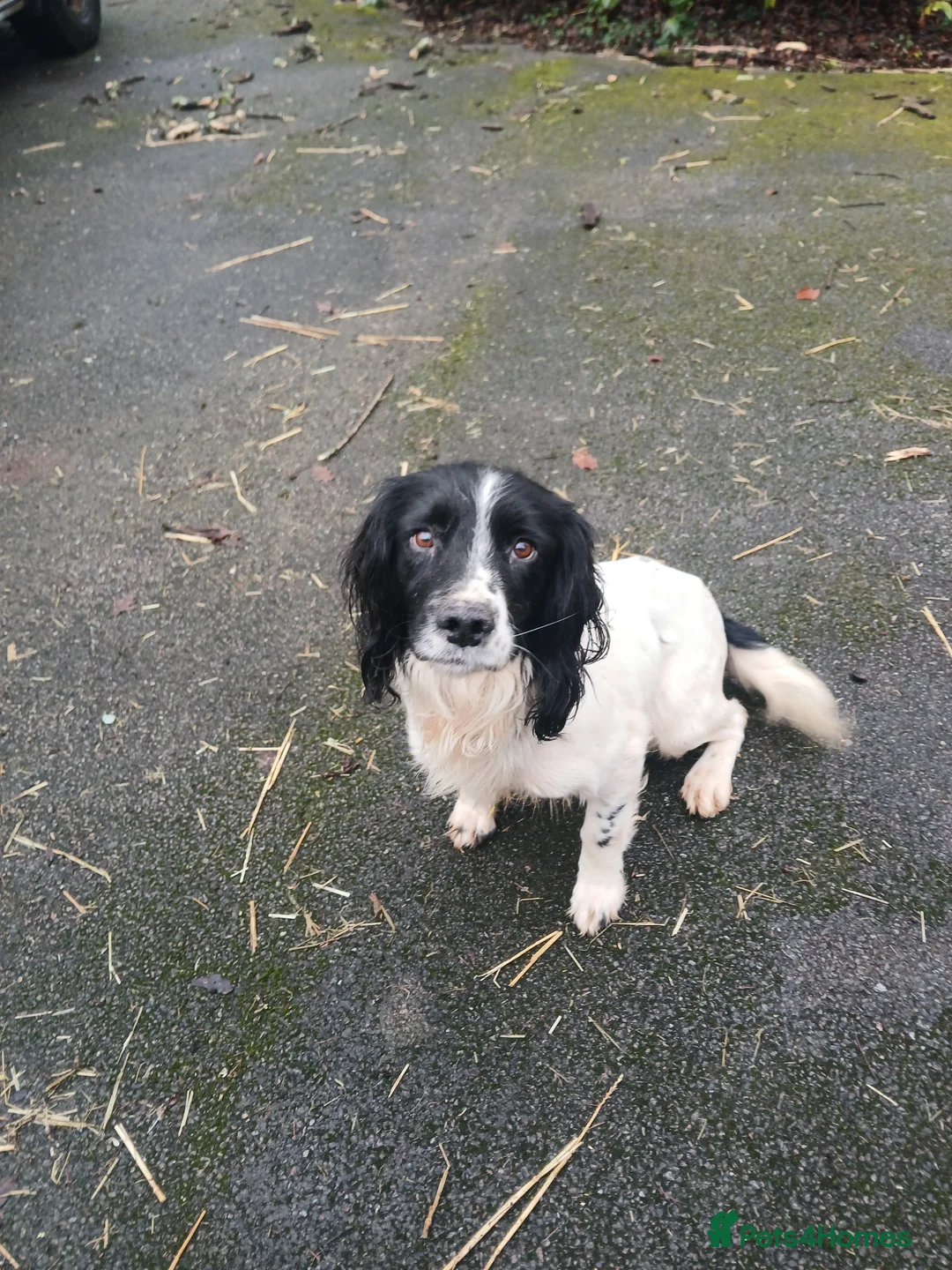 Sprollie dogs for sale: Sprollie Puppies - Advert 2