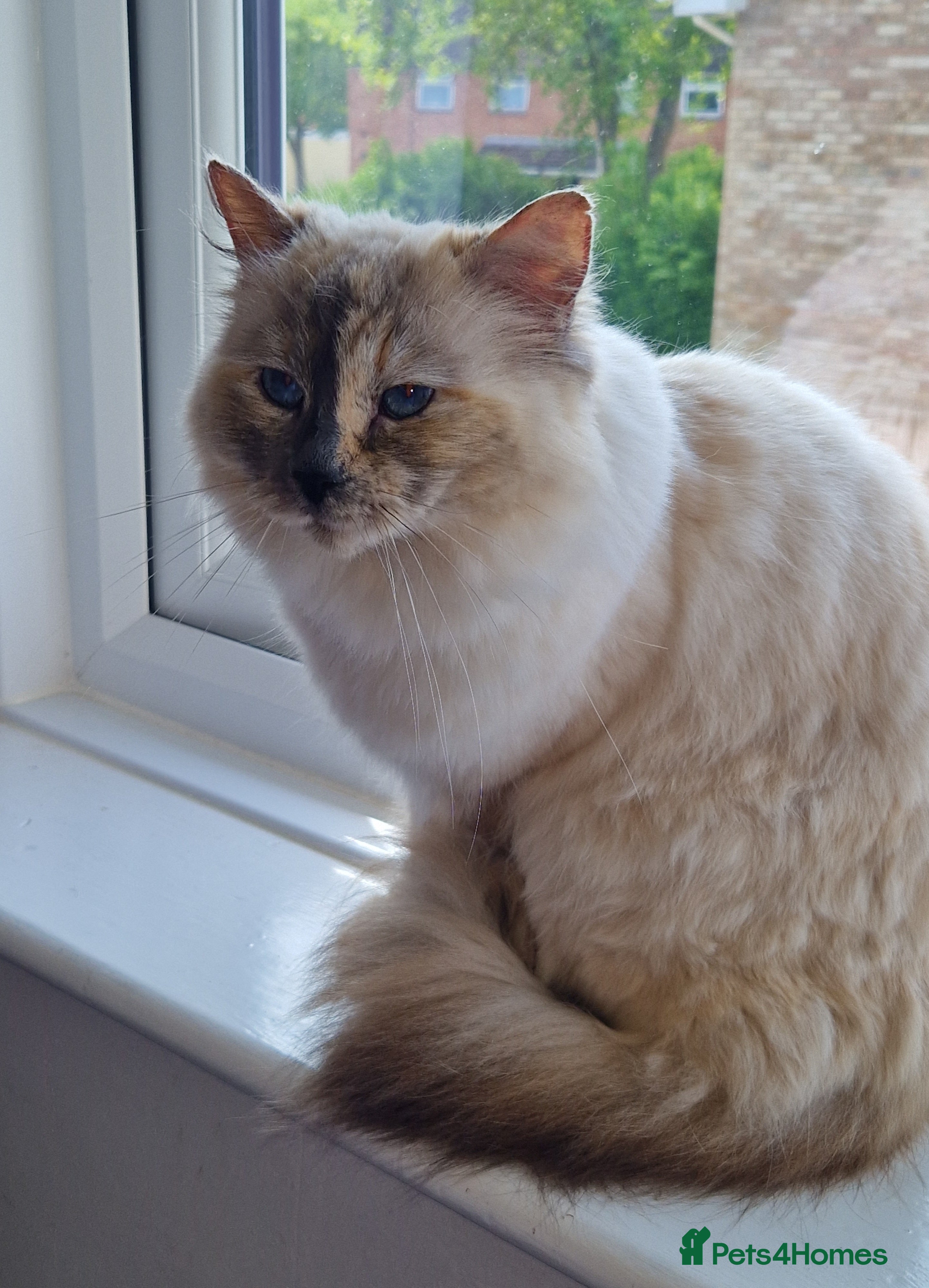 Ragdoll cats Female Ragdoll for rehoming  - Advert 3