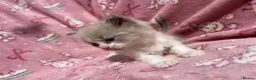 Ragdoll cats for sale: Mink & traditional ragdoll kittens  - Advert 14