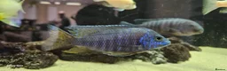 Cichlids fish for sale: Assorted cichlids and sizes - Advert 9