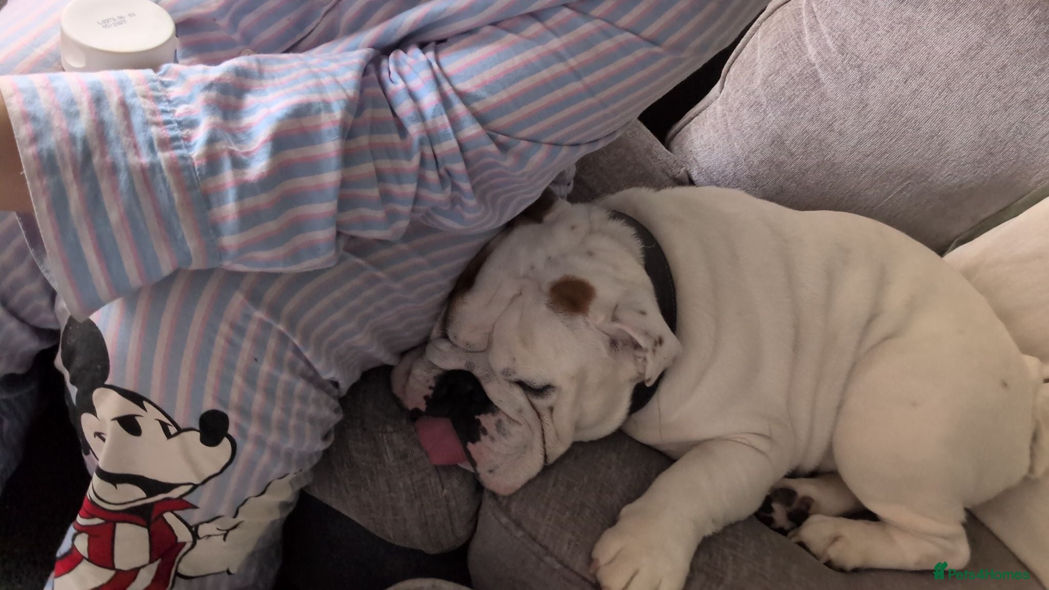 English Bulldog dogs 4 year old male English bulldog - Advert 8