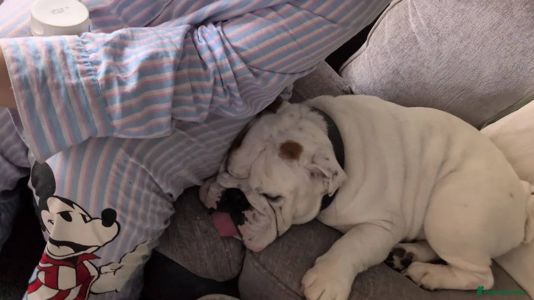 English Bulldog dogs for sale: 4 year old male English bulldog - Advert 1