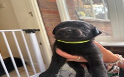 Labrador Retriever dogs for sale: Labrador puppies - Ready Now  - Image 24