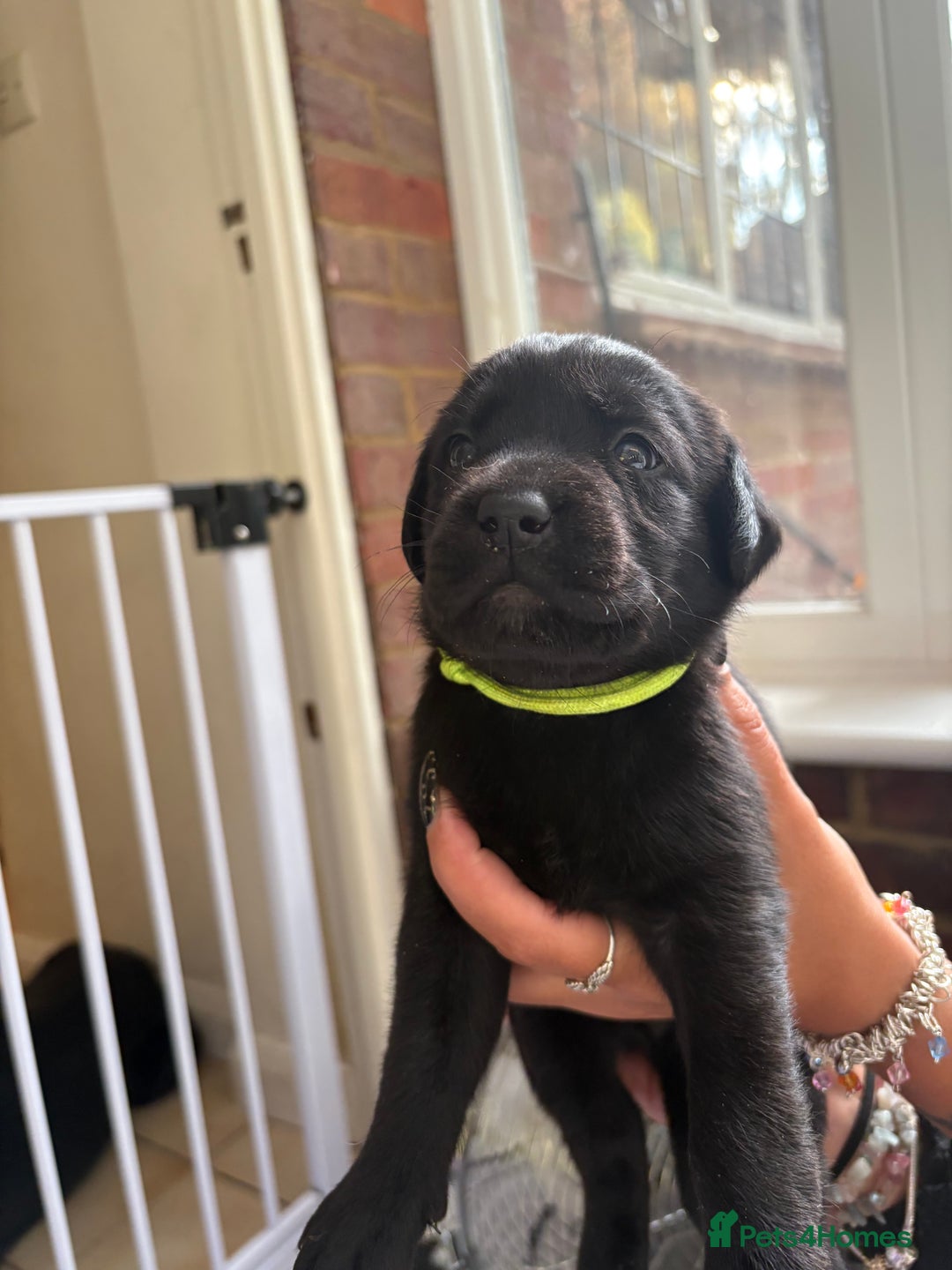 Labrador Retriever dogs for sale: Labrador puppies - Ready Now  - Image 24