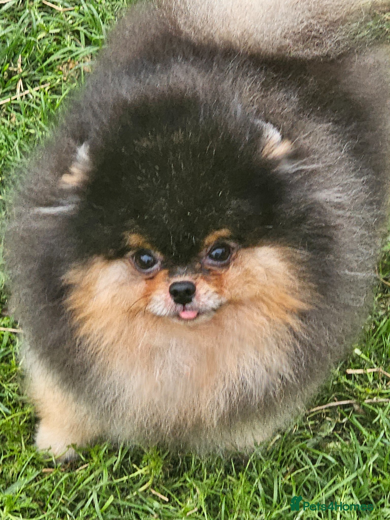 Pomeranian dogs for sale: Pom puppies - Advert 7