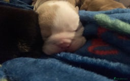 English Bulldog dogs for sale: Litter of 8  - Image 3