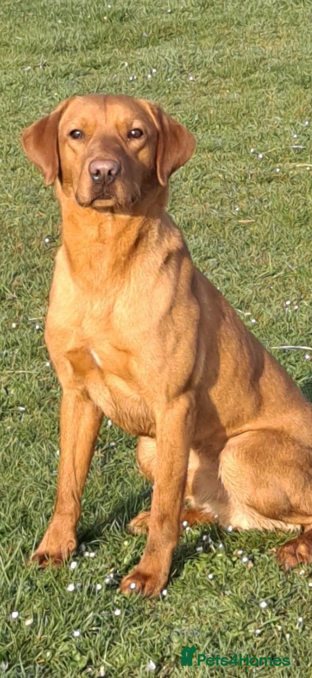 Labrador Retriever dogs Working fox red labrador for syud - Advert 5