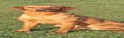 Labrador Retriever dogs for stud: Working fox red labrador for syud - Advert 1