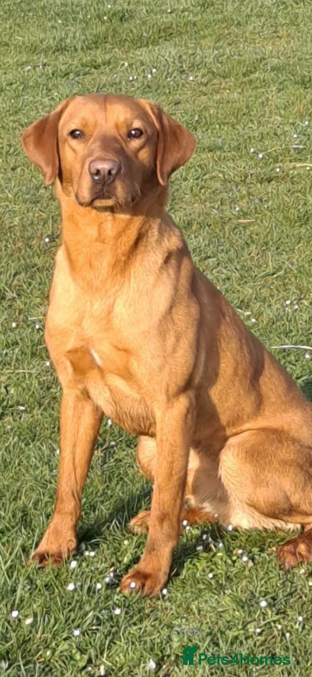 Labrador Retriever dogs for stud: Working fox red labrador for syud - Advert 1