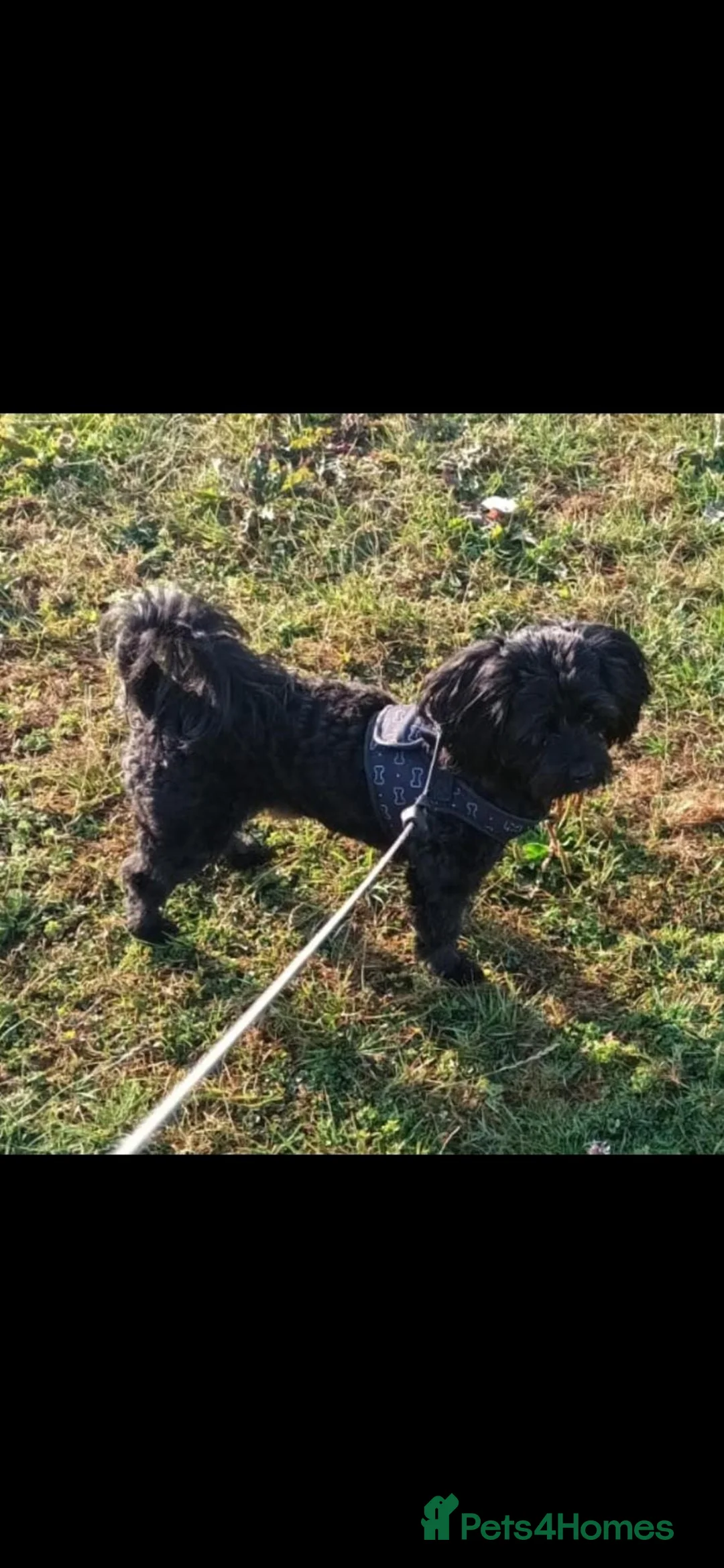 Mixed Breed dogs for stud: Male cava tzu 2 years old in Crewe - Advert 5
