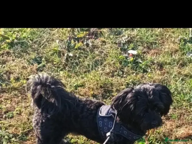Mixed Breed dogs Male cava tzu 2 years old - Advert 1