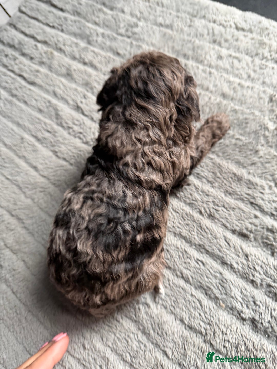 Miniature Poodle dogs for sale: Mini poodle london 3 LEFT - Advert 9