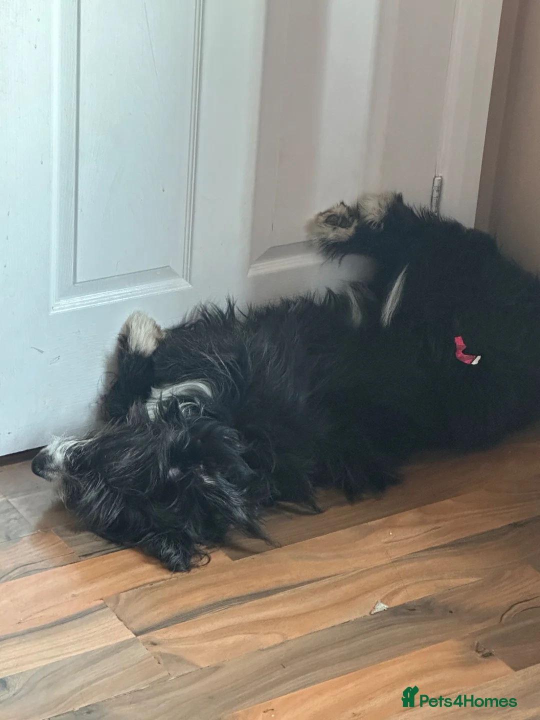 Mixed Breed dogs for sale: Lucifer  - Advert 9