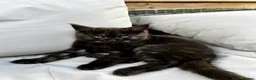Maine Coon cats for sale: 2 Maine coon males  - Advert 2