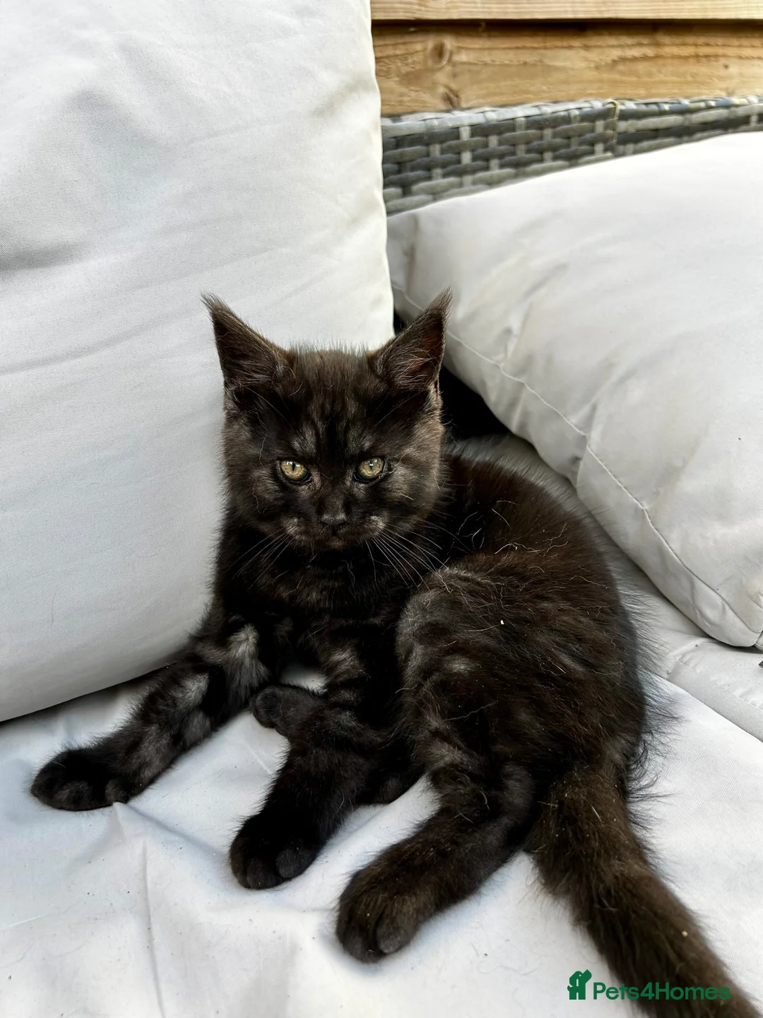 Maine Coon cats for sale: 2 Maine coon males  - Advert 2