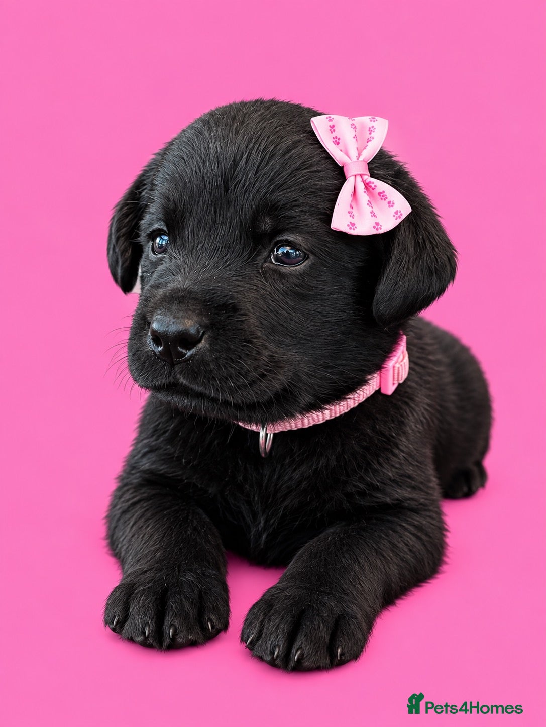 Labrador Retriever dogs 🌸 Top quality Pedigree, excellent DNA & Health  - Advert 1