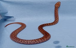 Python Snake reptiles for sale: Children's Python's Males and Females - Image 3