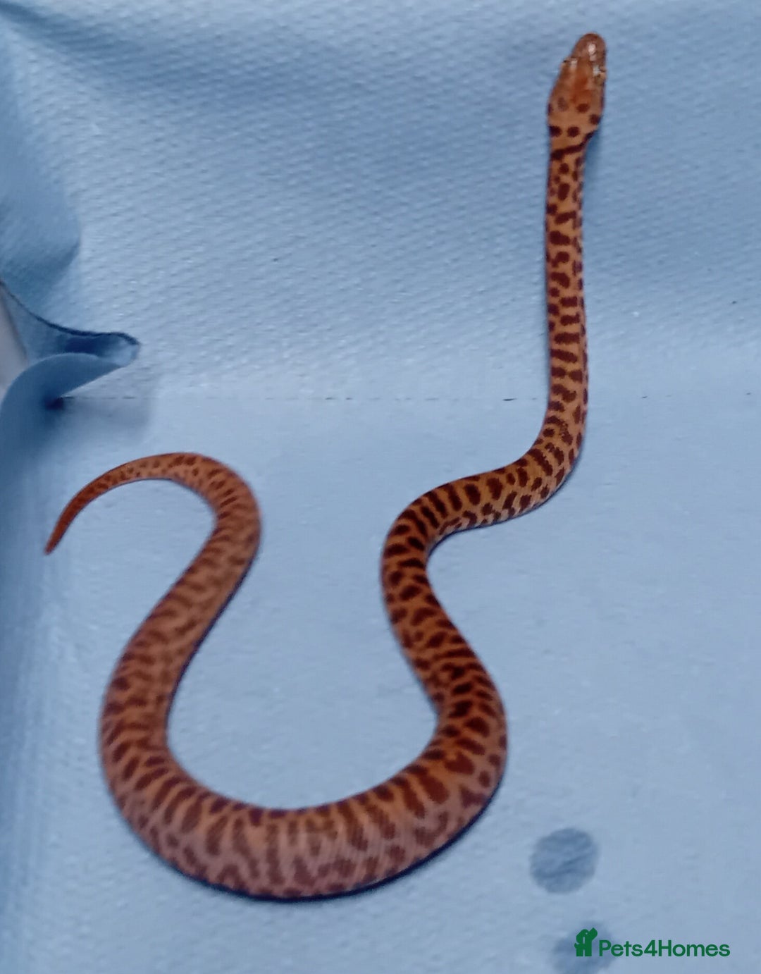 Python Snake reptiles for sale: Children's Python's Males and Females - Image 3