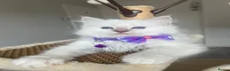 Ragdoll cats for sale: Registered Ragdoll kittens for sale - Advert 23