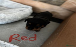 Rottweiler dogs for sale: Gorgeous girl Rottie pups - Image 5