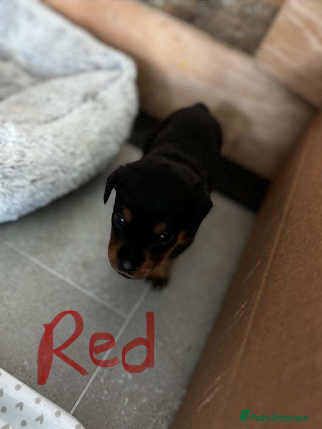 Rottweiler dogs for sale: Gorgeous girl Rottie pups - Image 5