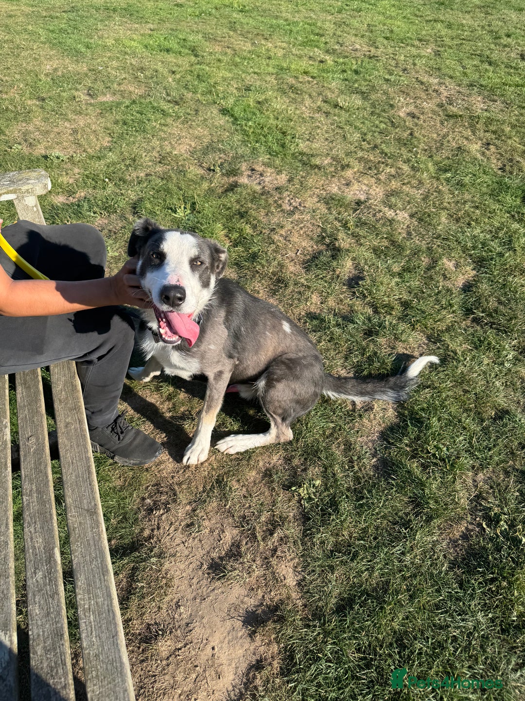 Mixed Breed dogs for sale: German shepherd cross border collie  - Advert 5