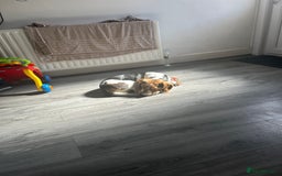 Beagle dogs for sale: Charlie Beagle - Image 8