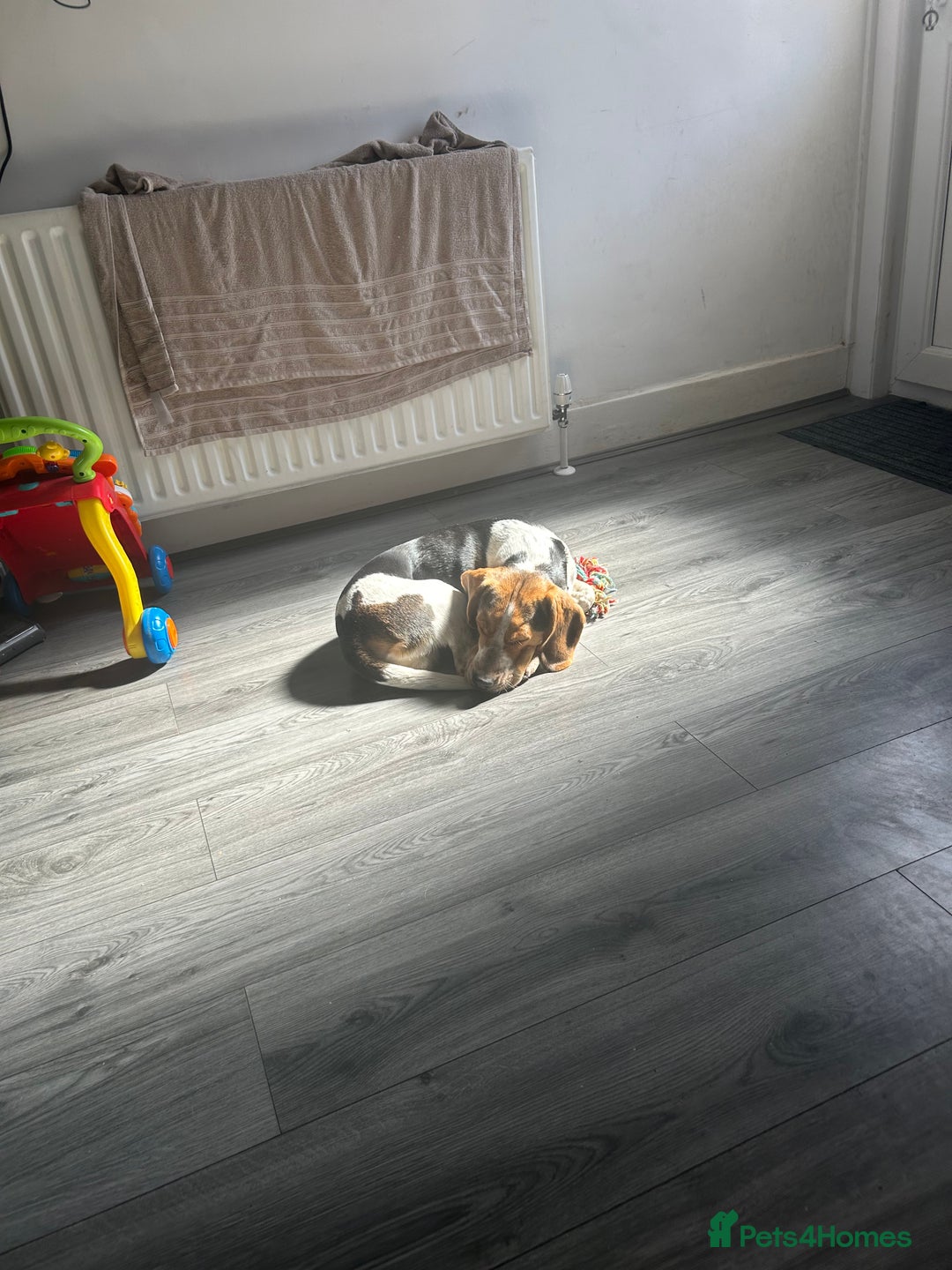 Beagle dogs for sale: Charlie Beagle - Image 8