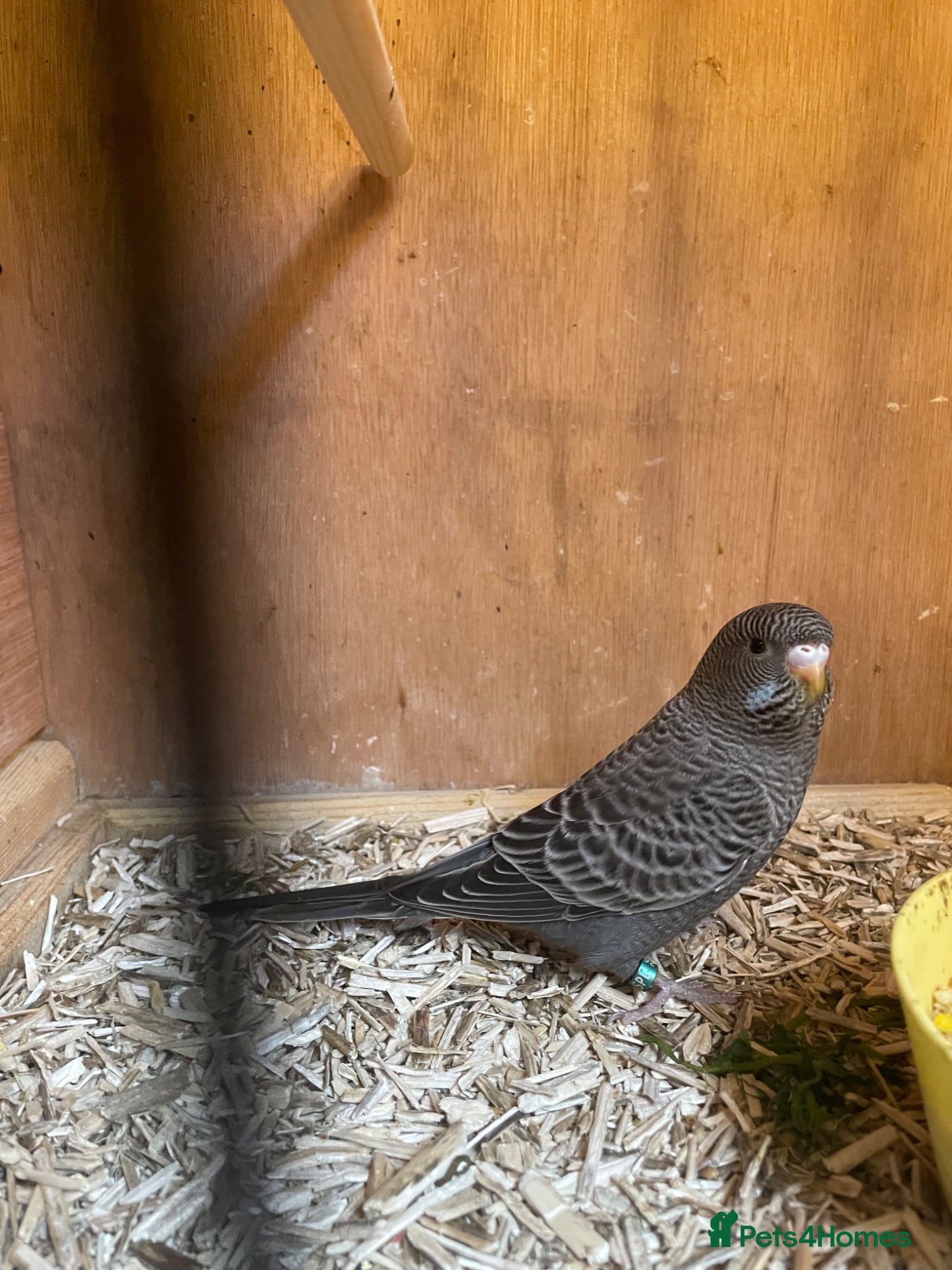 Budgerigars birds Blackface /Blackwing Budgie - Advert 1