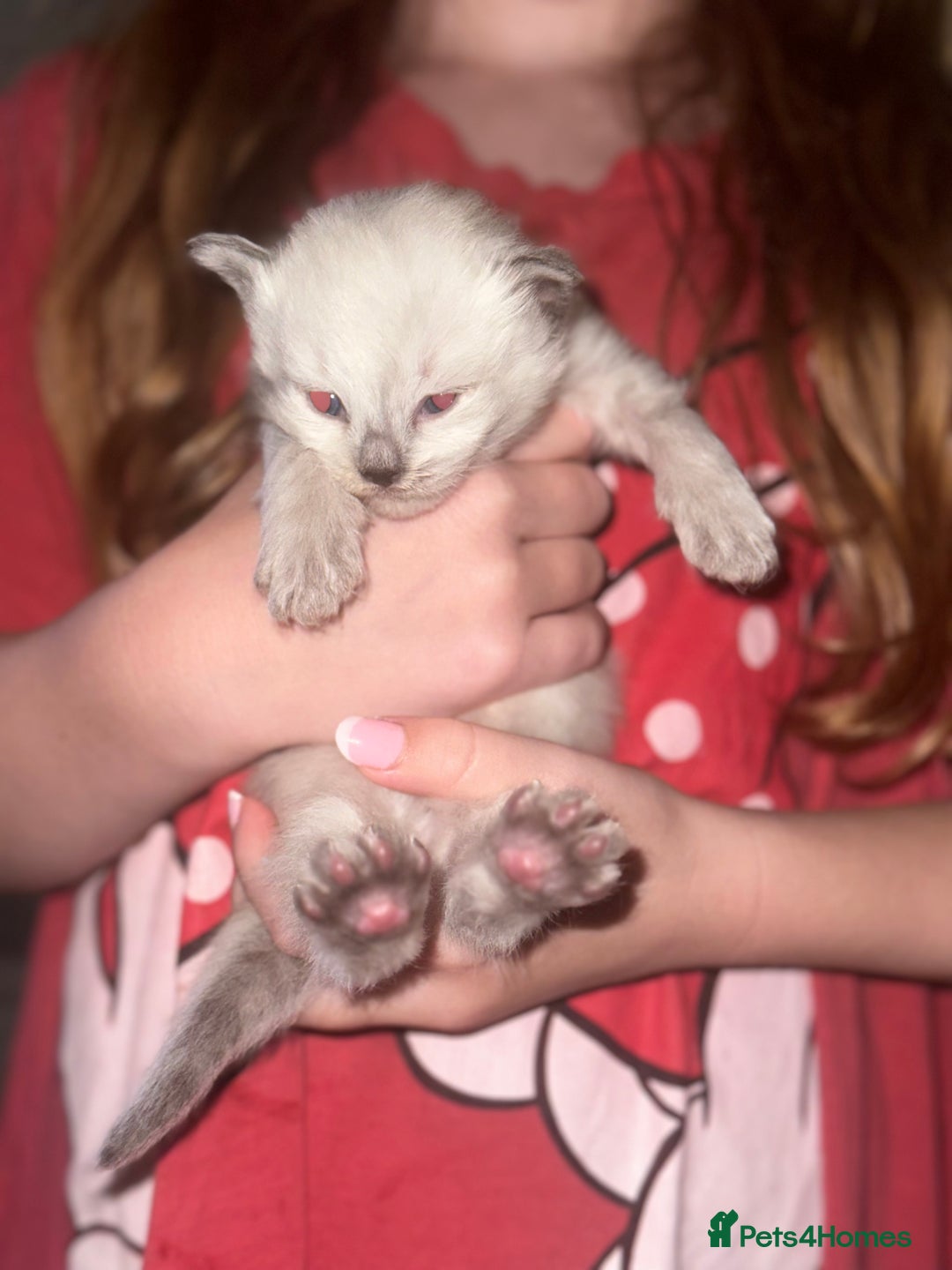 Siberian cats for sale: Full Siberian Litter. Quick sales before holiday - Image 30