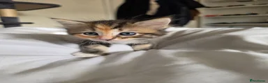 Ragdoll X Bengal