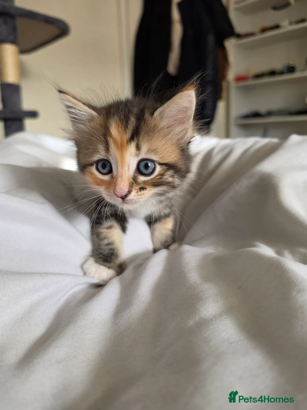 Mixed Breed cats for sale: Bengal x Ragdoll kitten  in Cardiff - Advert 6