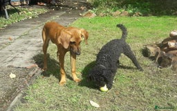 Mixed Breed dogs for adoption: Sweet Lily 5 months old Seguigio Cross - Image 6