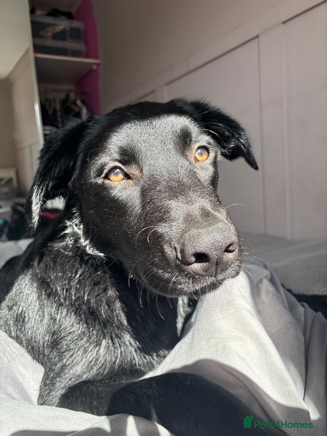 Mixed Breed dogs for sale: reluctant re homing  - Advert 1