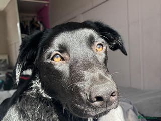 Mixed Breed dogs reluctant re homing - Advert 10