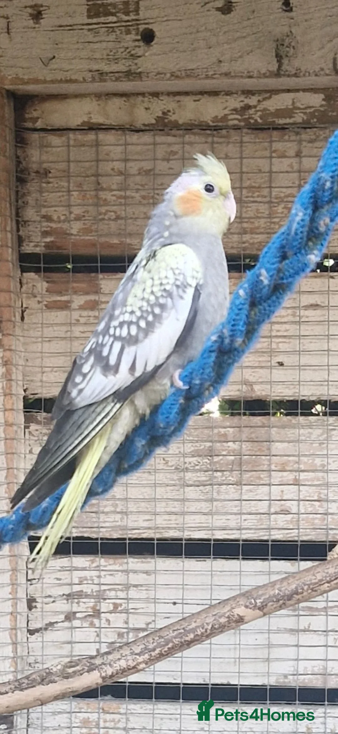 Cockatiels birds for sale: Young cockateils for sale ready now in Telford - Advert 2