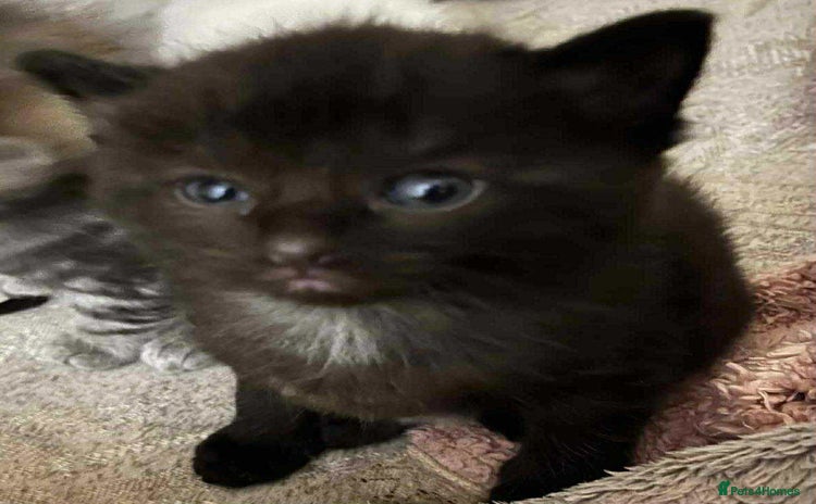 Ragdoll cats - Advert 2