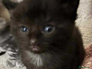 Ragdoll cats - Advert 25