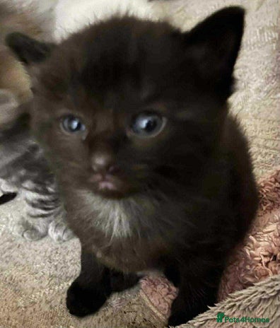 Ragdoll cats - Advert 1