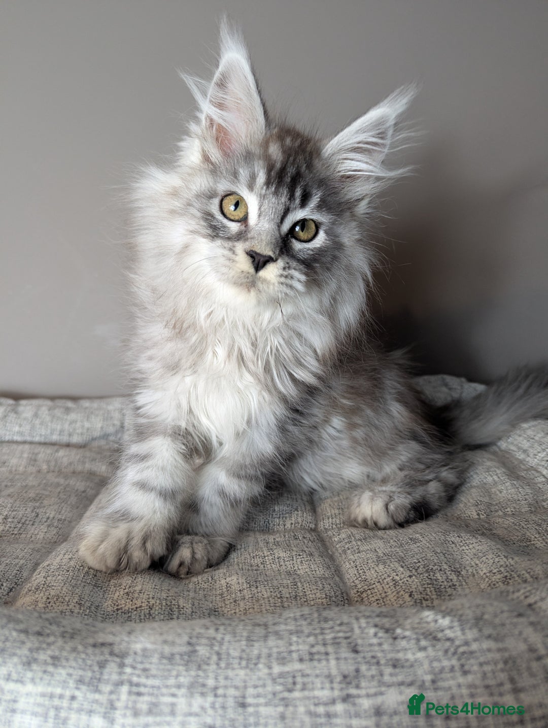 Maine Coon cats for sale: Outstanding siblings Russian bloodline  - Advert 10
