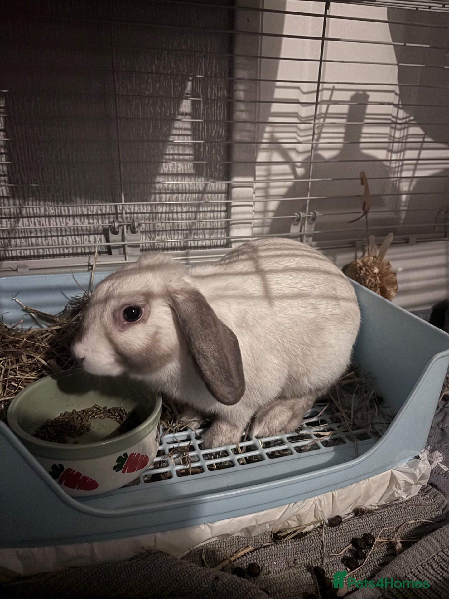 Dwarf Lop rabbits House rabbit - Advert 1